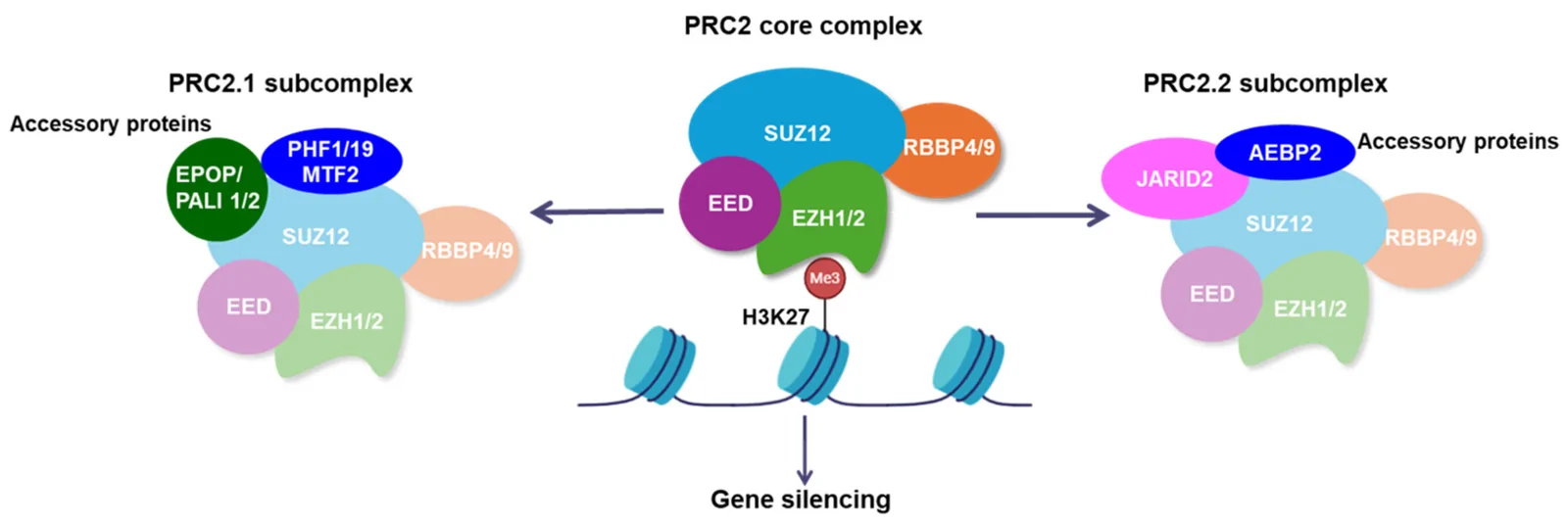 Figure 1. PRC2 core complex and subcomplexes.