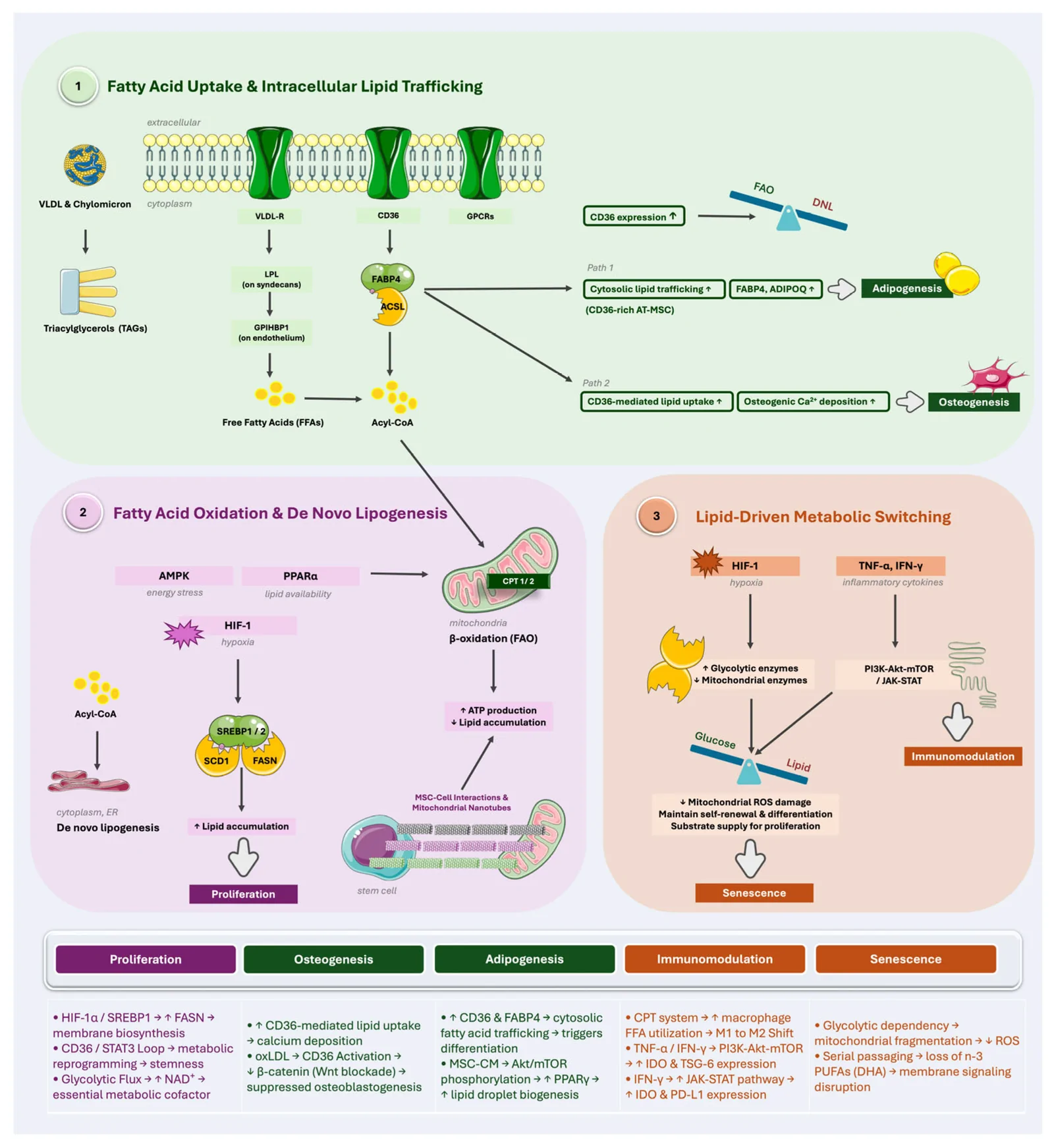 Figure 1. Lipid metabolism and metabolic reprogramming govern MSC function.ACSL, acyl-CoA synthetase (long-chain); ADIPOQ, adiponectin; AKT, protein kinase B; AMPK, AMP-activated protein kinase; AT-MSC,…