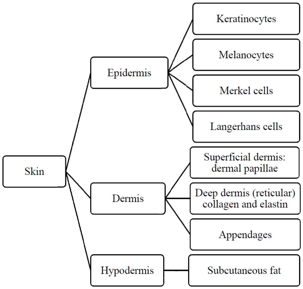 Figure 1. Layers of the skin and related cells.
