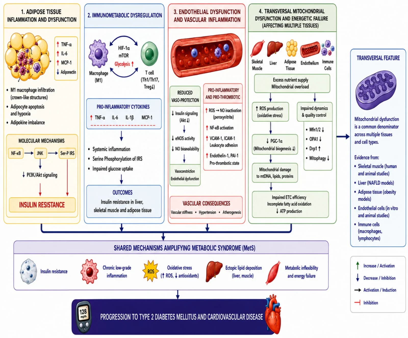 Pathophysiological Background of MetS.