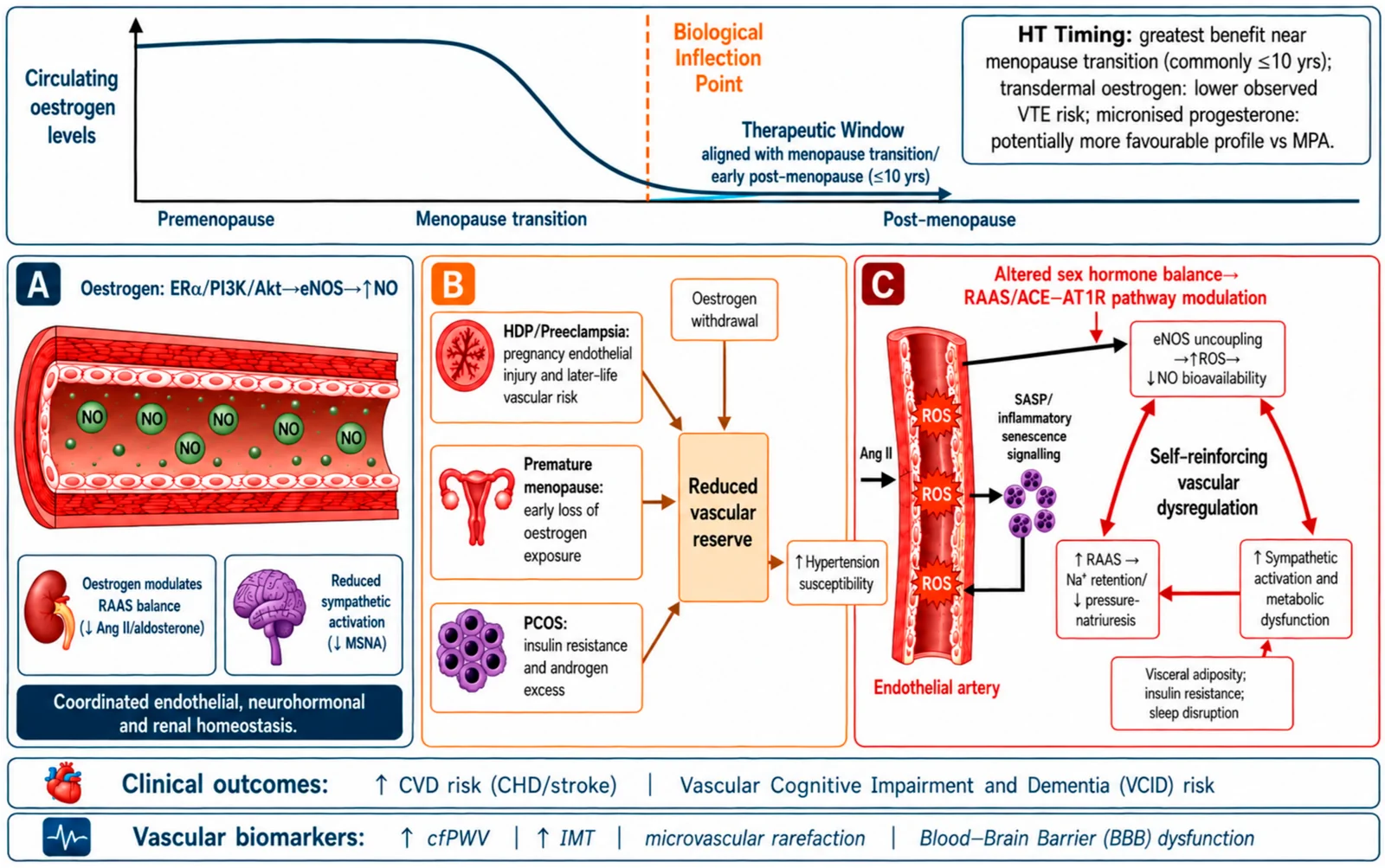 Figure 1. Integrated vascular mechanisms contributing to hypertension in women across the menopausal transition.