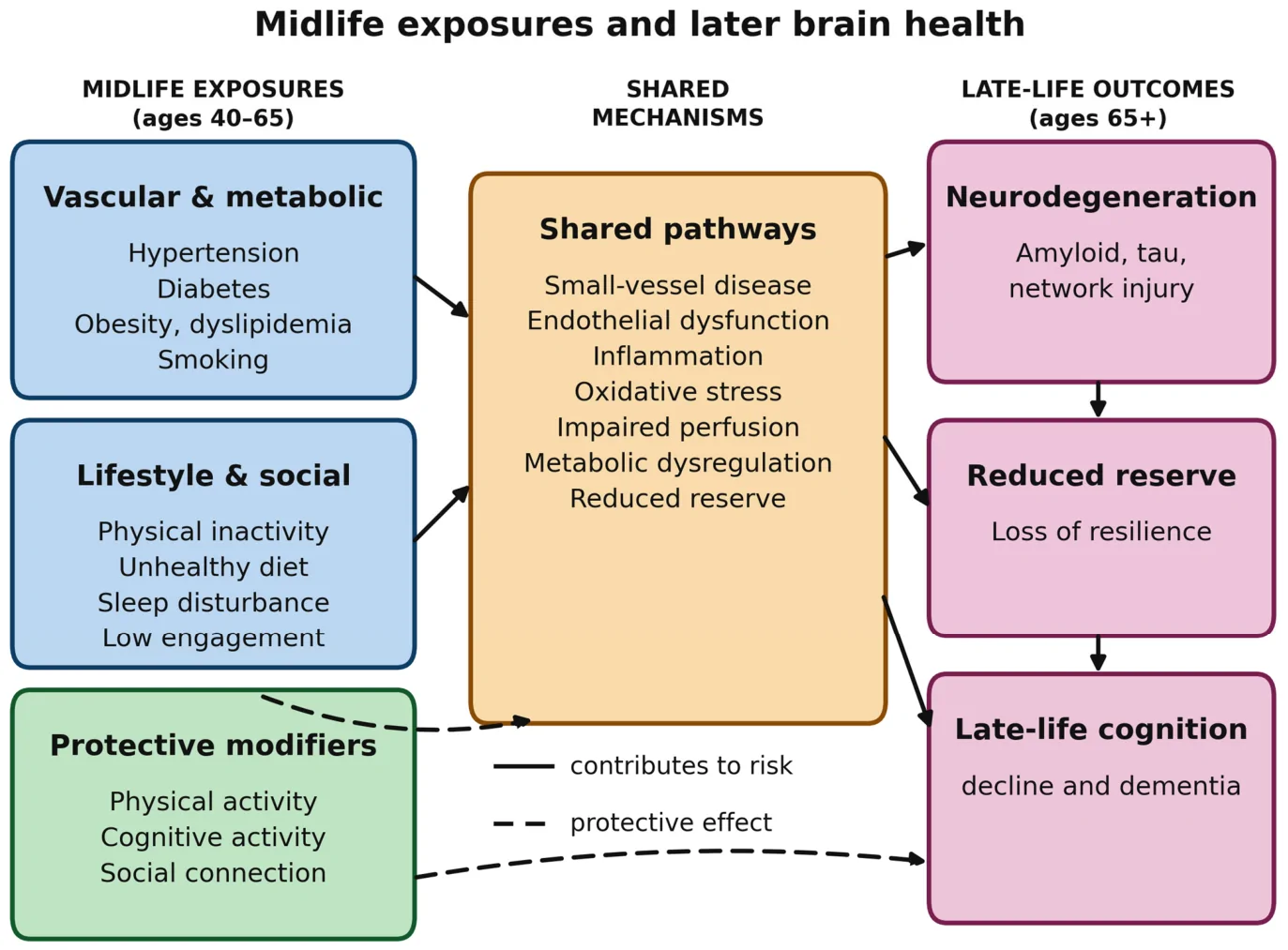 Figure 1. Conceptual framework linking midlife vascular and lifestyle exposures to late-life cognitive decline and dementia.