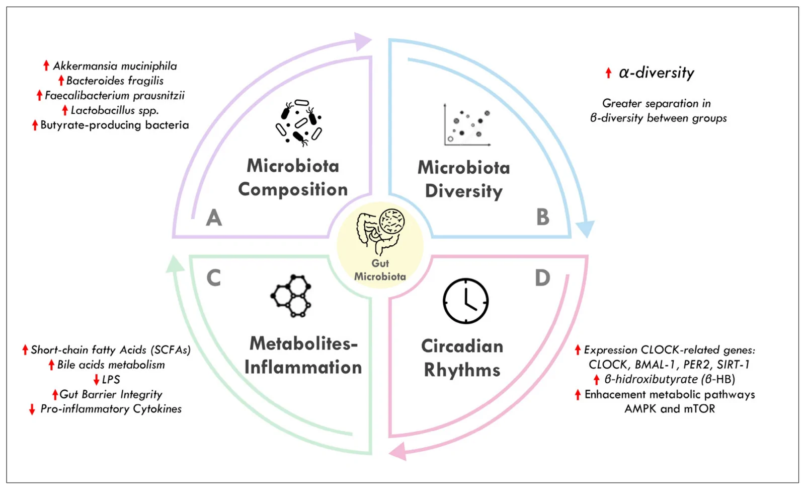 Figure 1. Schematic representation of the relationship between gut microbiota and intermittent fasting.