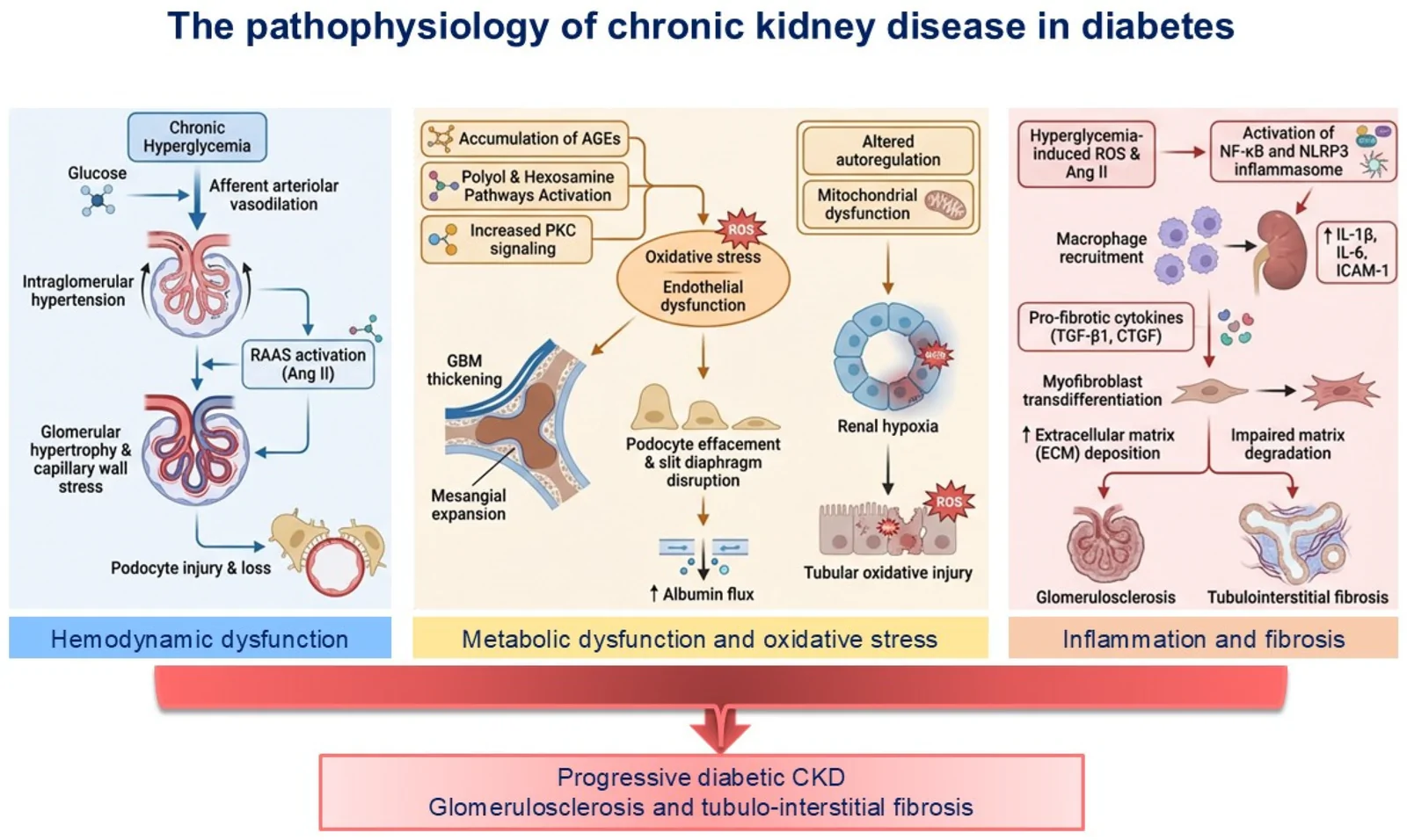 Figure 1. The pathophysiology of chronic kidney disease in diabetes.