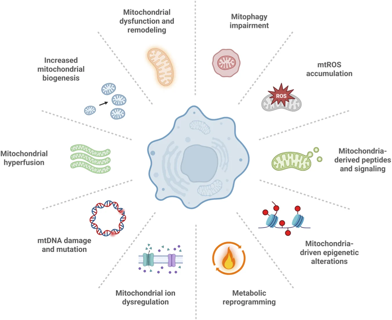 Figure 1. An overview of the general mitochondrial features of cellular senescence.