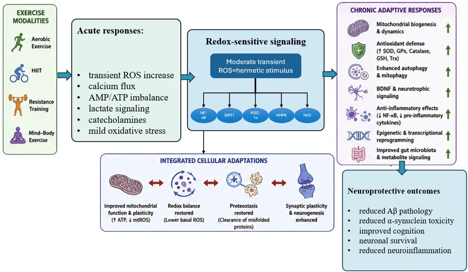 Figure 1. Exercise-induced redox hormesis and adaptive neuroprotection in neurodegenerative diseases.