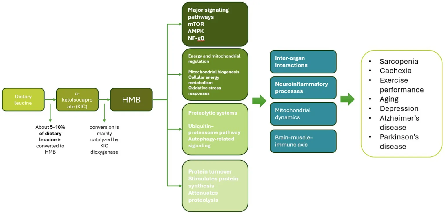 Figure 1. Molecular biochemistry and pharmacokinetics of HMB.