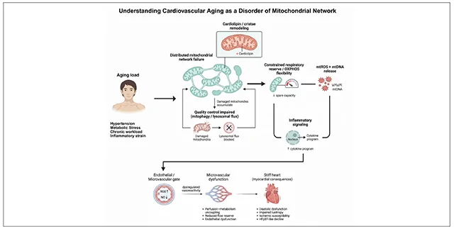 Graphical abstract from The Journal of Cardiovascular Aging
