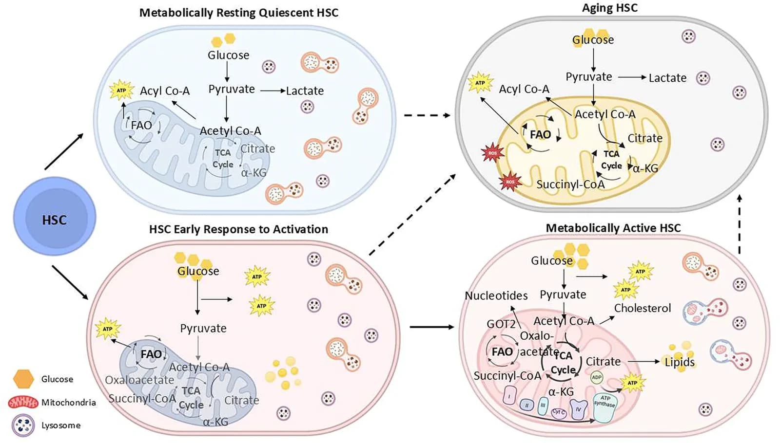 Figure 1. Metabolic plasticity between resting and active HSC state.