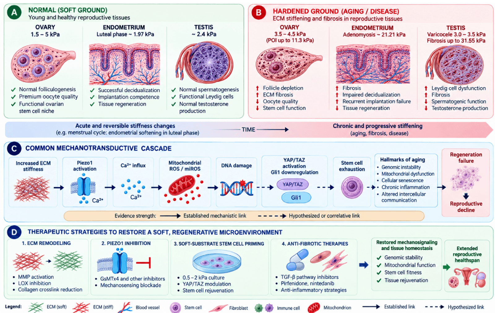 Figure 1 from Biogerontology