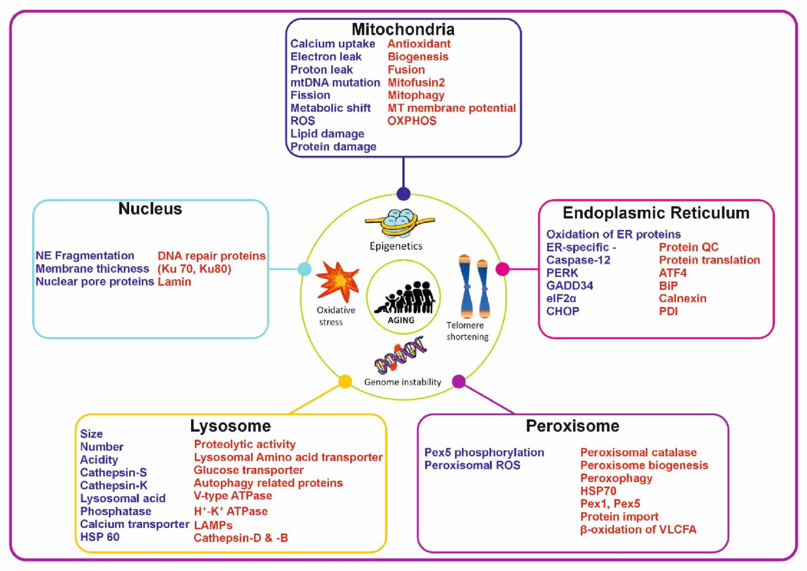 Figure 1 from Molecular Biology Reports