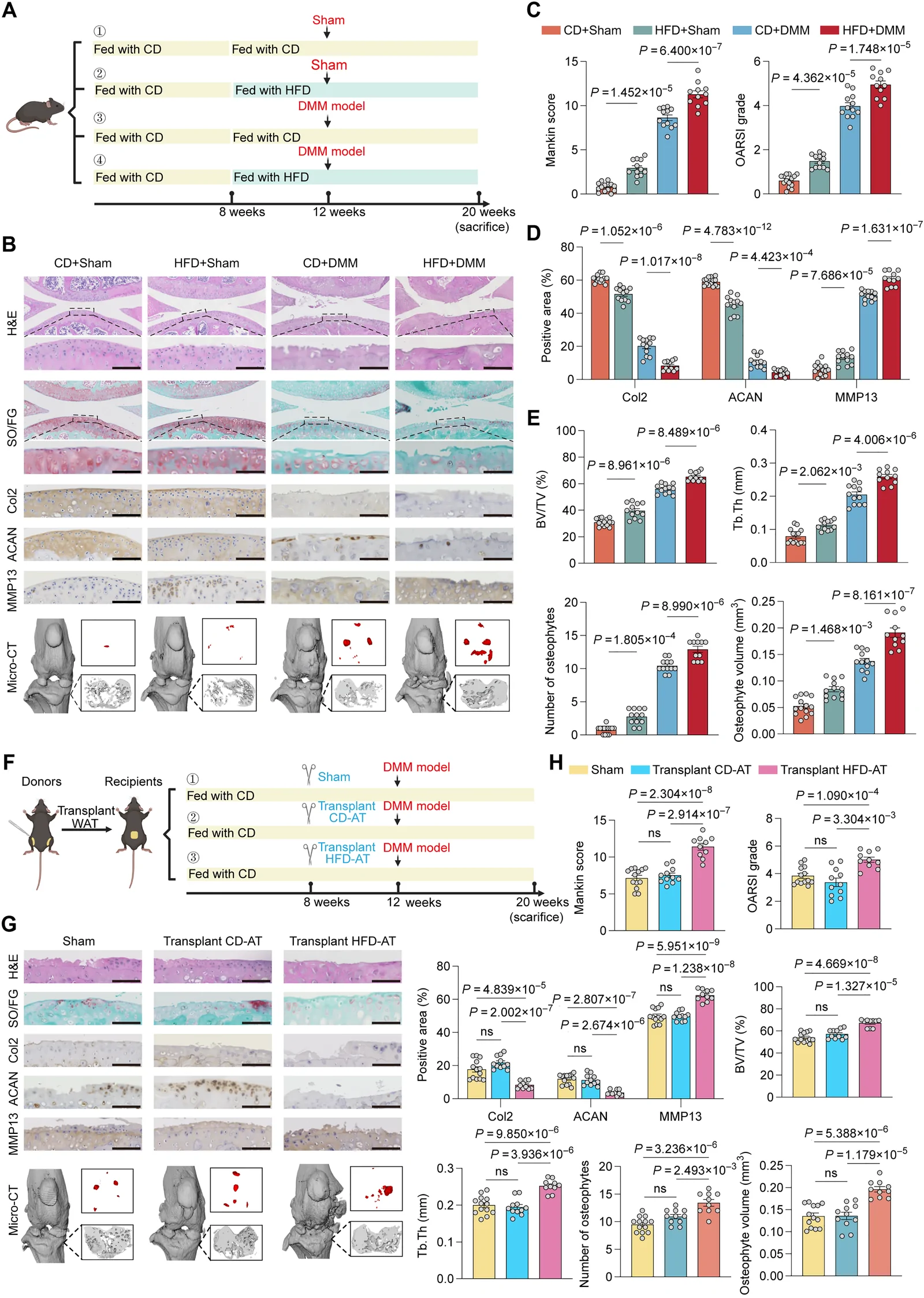 Fig. 1. Obesity and obesity-associated adipose tissue promote cartilage degeneration and OA progression.