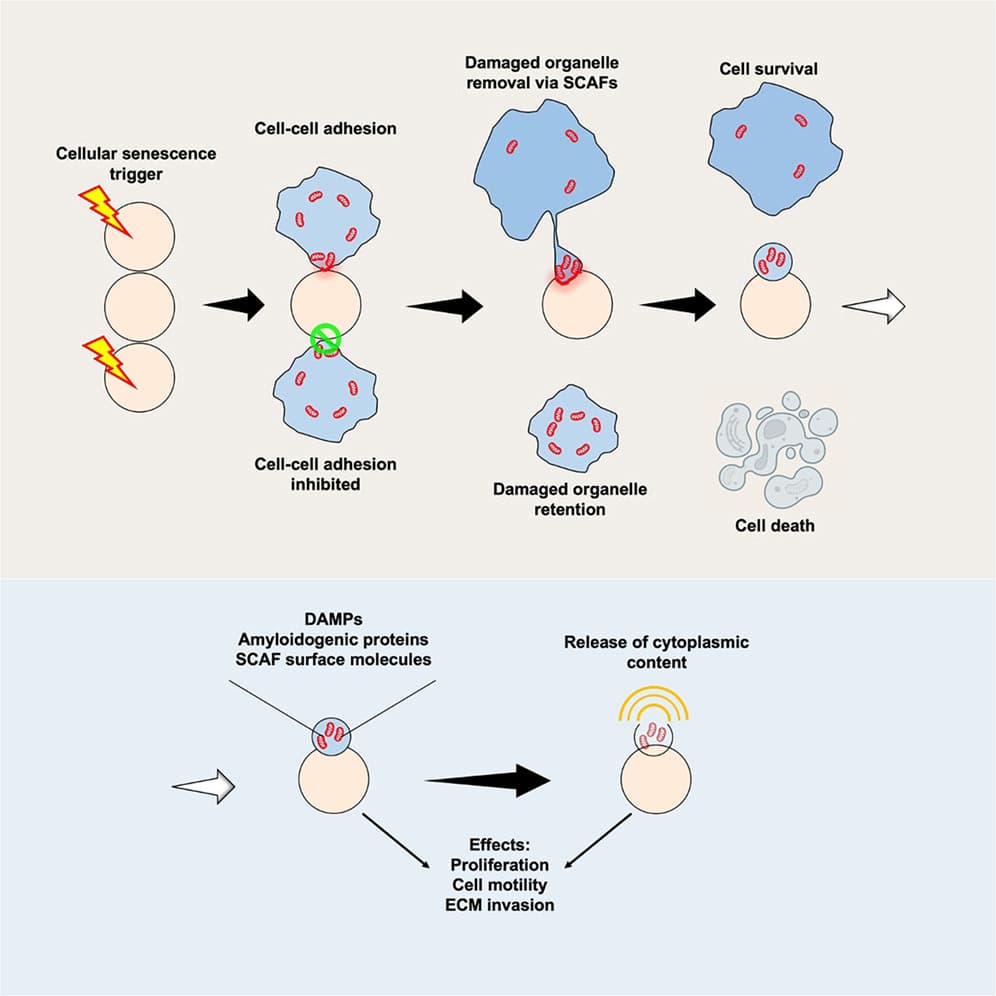 Graphical abstract from Developmental Cell