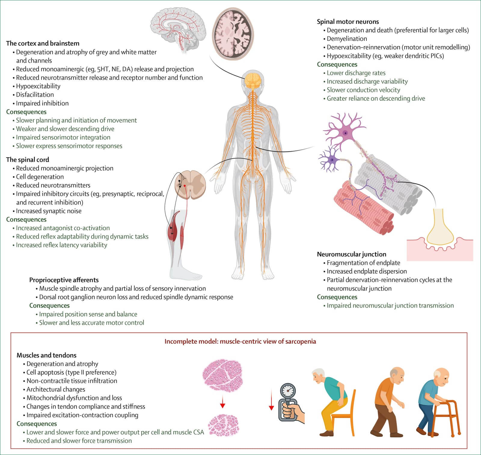 Figure 1 from The Lancet Healthy Longevity