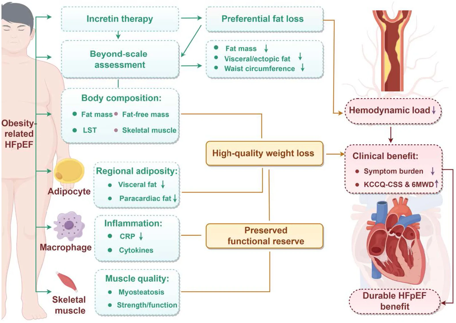 Figure 1. Beyond-the-scale framework for high-quality weight loss in obesity-related HFpEF during incretin-based therapy.