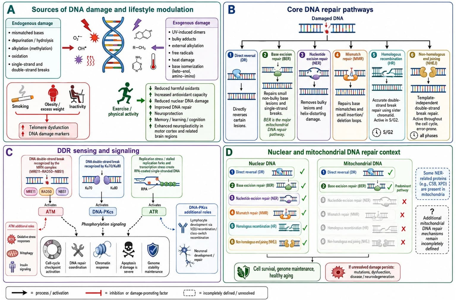 Figure 1 from Frontiers in Aging Neuroscience