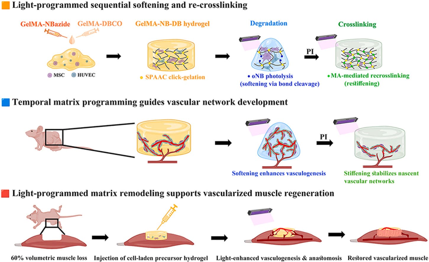 Graphical abstract from Biomaterials