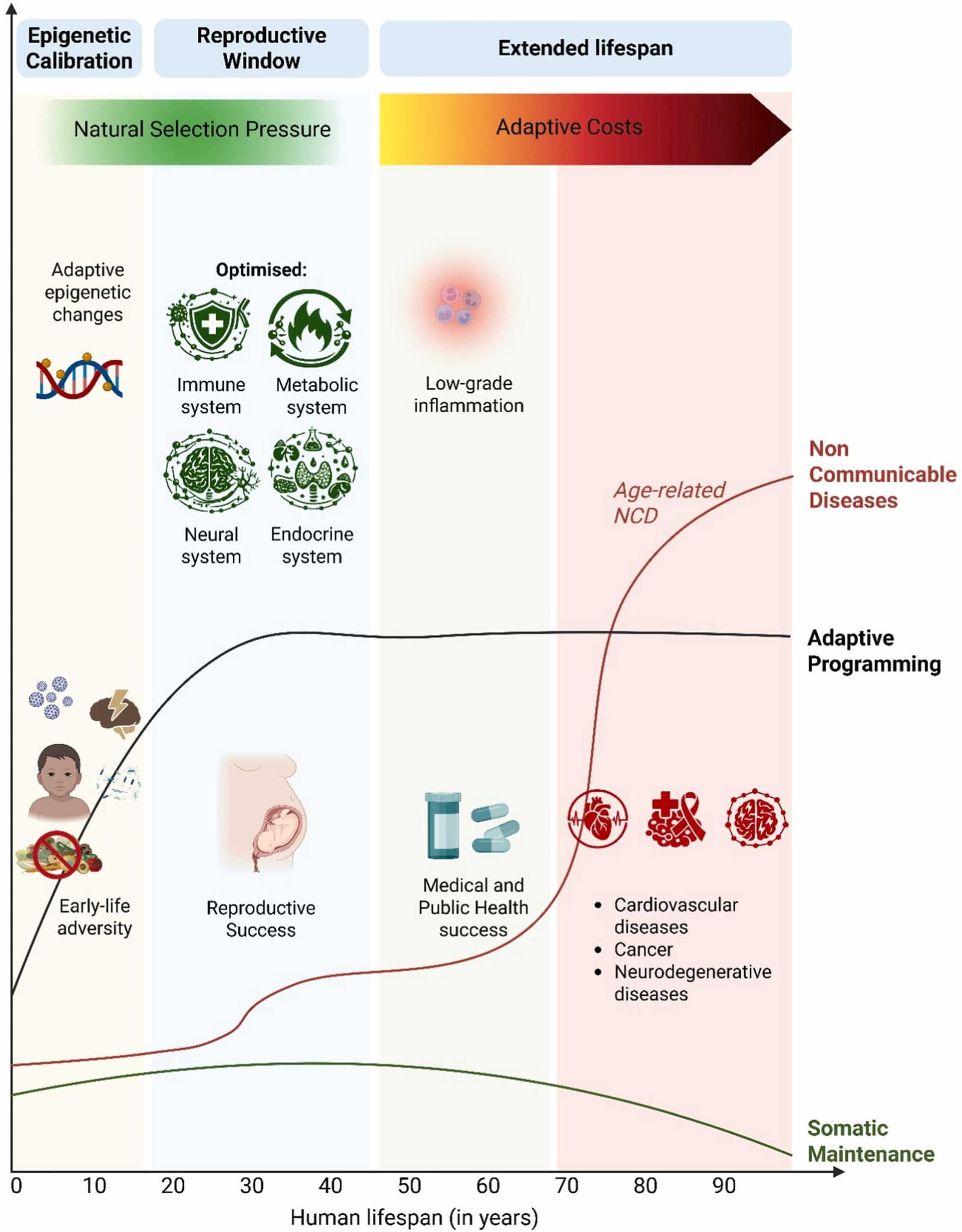 Figure 1 from Ageing Research Reviews