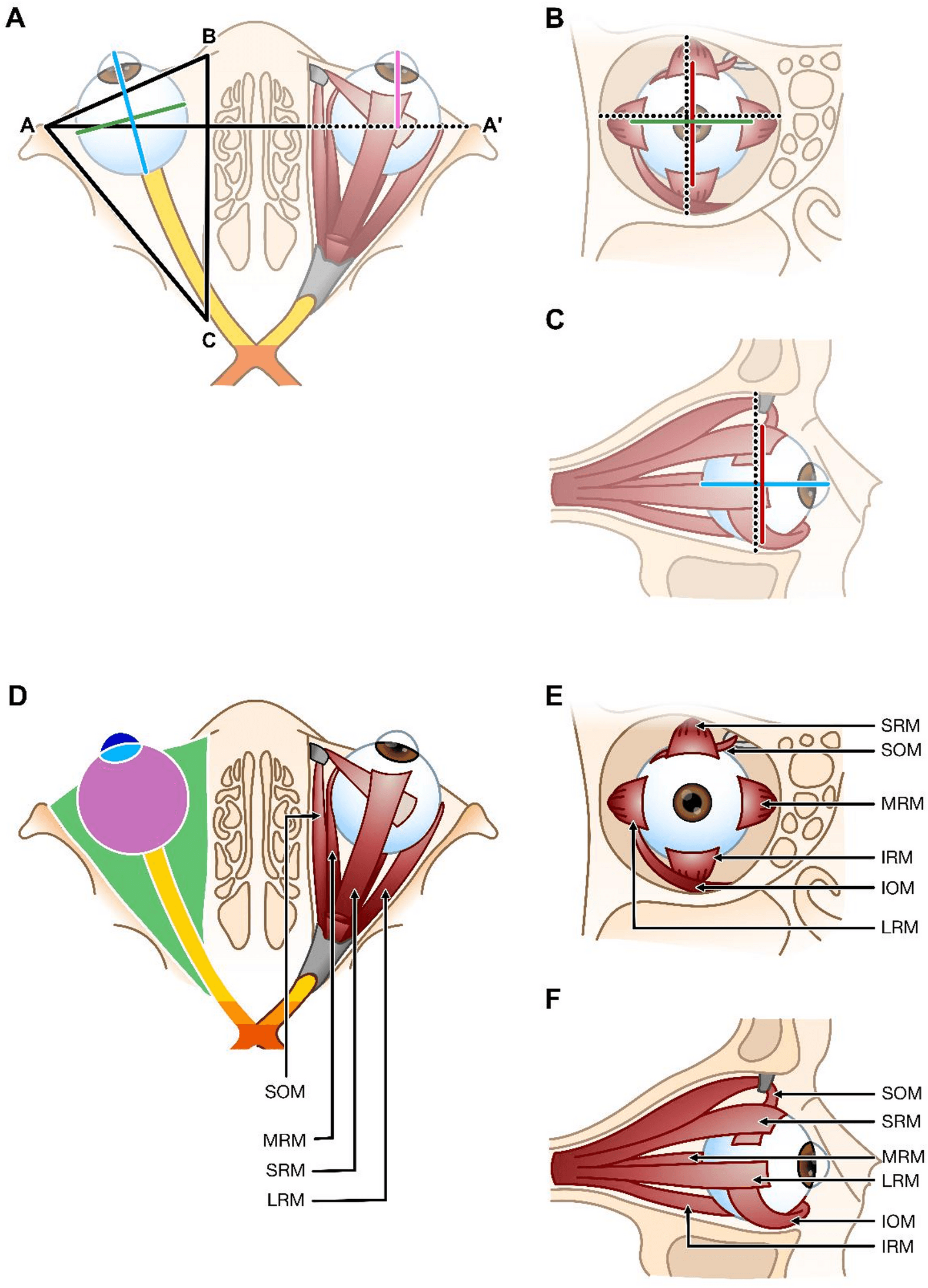Fig. 1. Target orbital morphometric parameters.