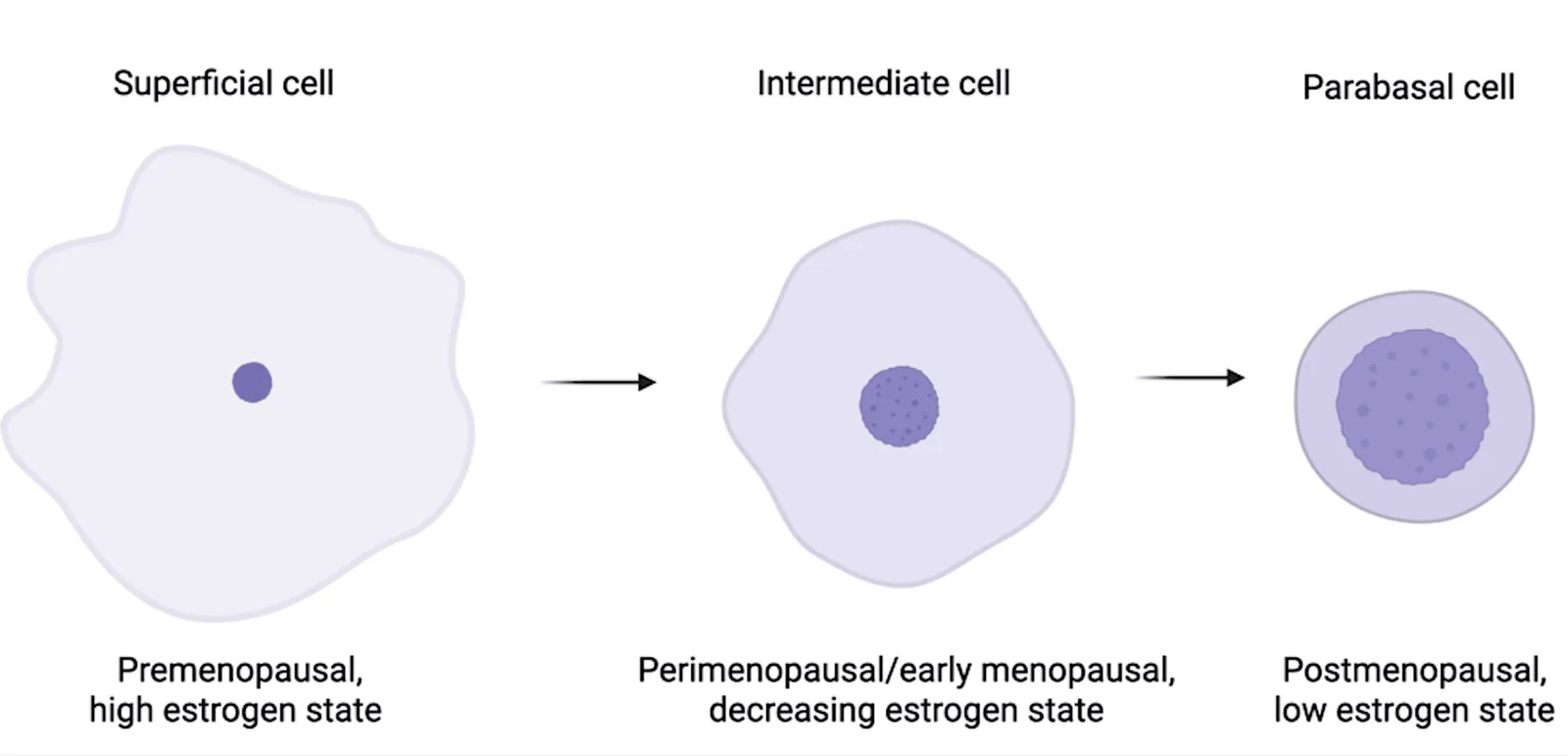 Figure 1. Vaginal epithelial cell depiction from the premenopausal, high estrogen state to the postmenopausal, low estrogen state.