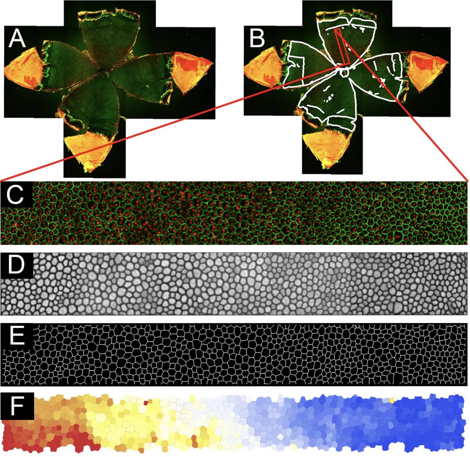 Figure 1. Tissue-stress inference pipeline for mouse RPE: (A) Representative C57BL/6J RPE flatmount stained for tight junctions (ZO-1, green) and nuclei (propidium iodide, red).