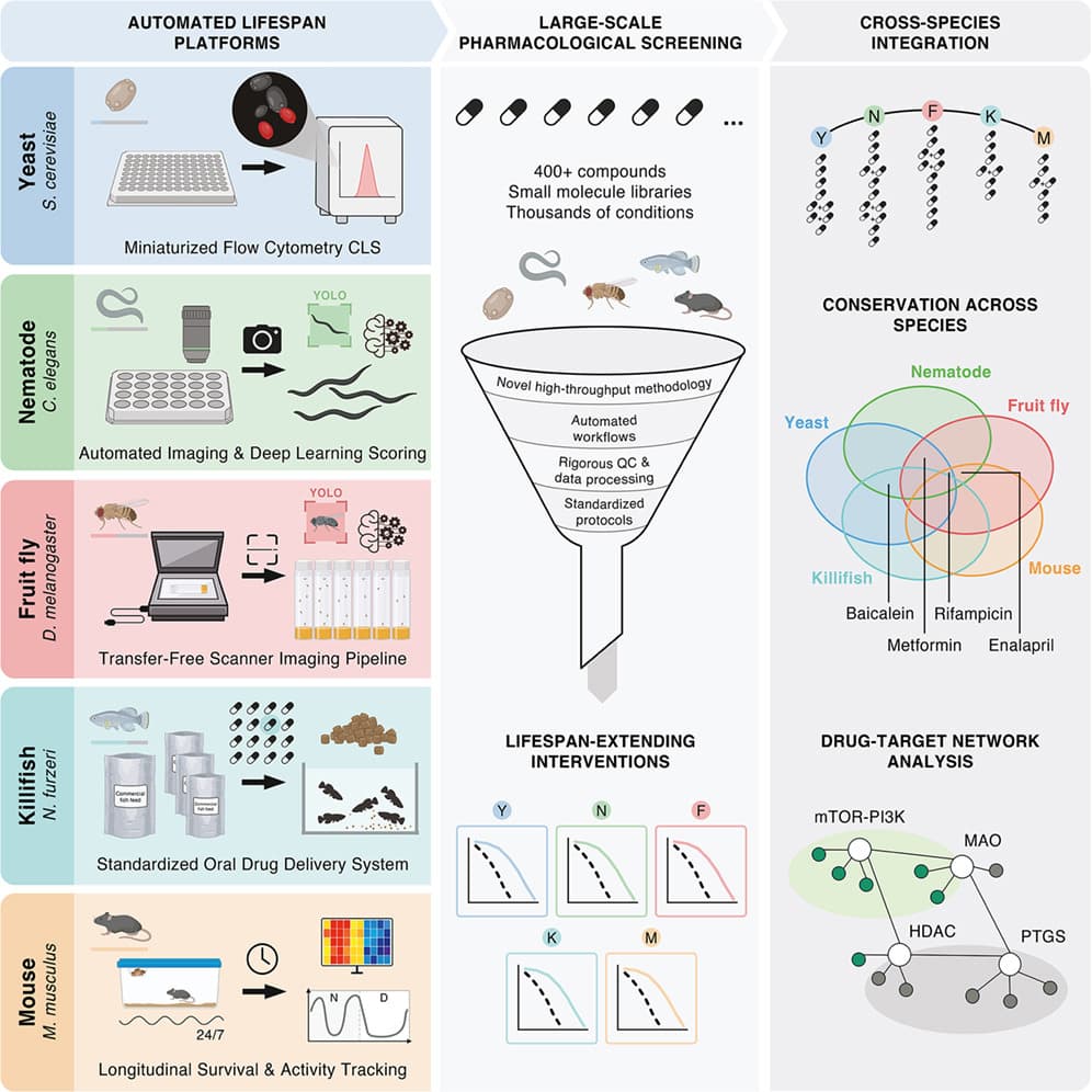 Graphical abstract from Cell Reports