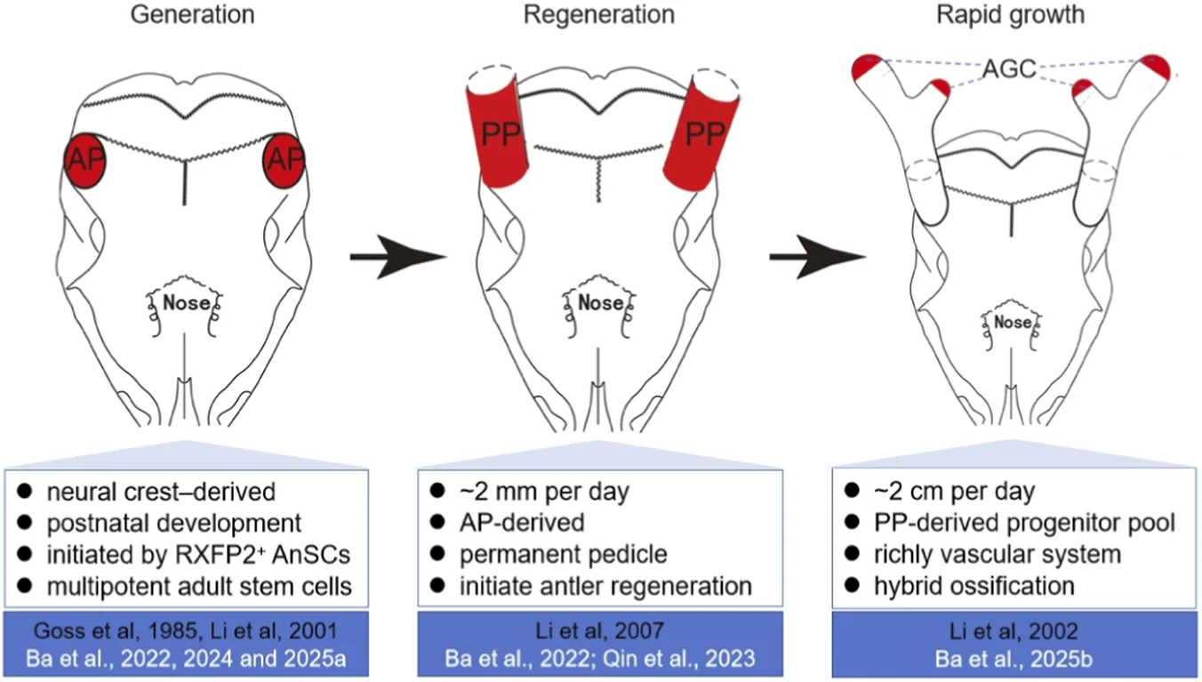Figure 1. Schematic overview of antler generation, regeneration, and rapid growth.