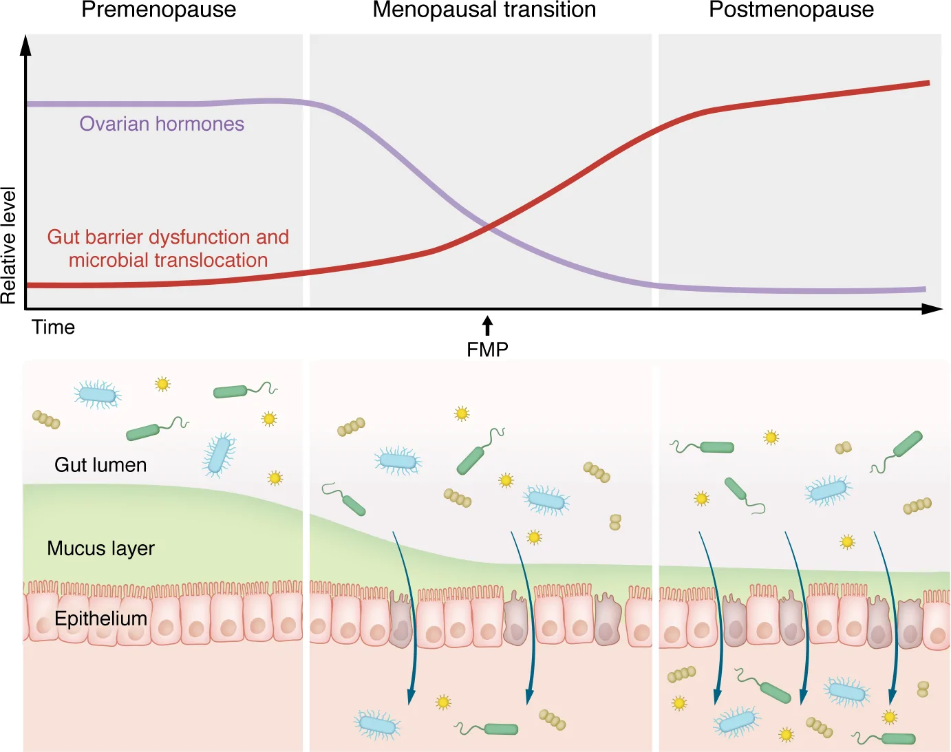 Figure 1. Proposed model linking menopause-related ovarian hormone decline with gut barrier dysfunction and microbial translocation.