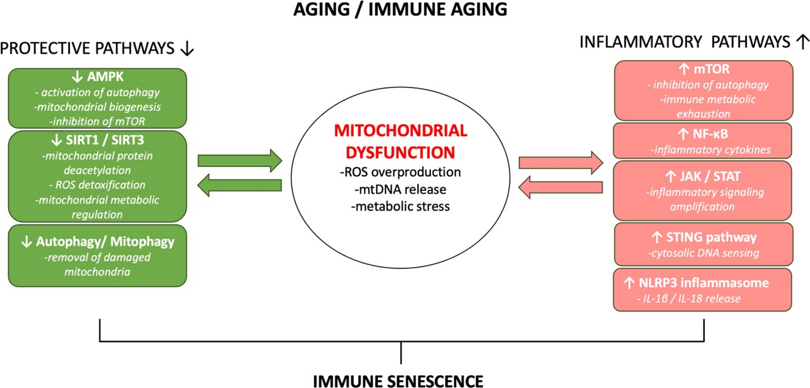 Figure 1 from Biogerontology