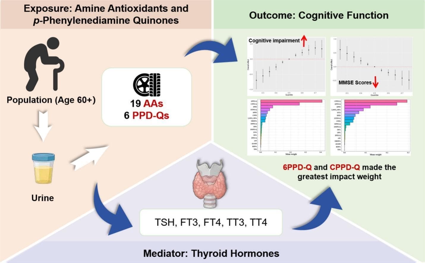 Graphical abstract from Environment International