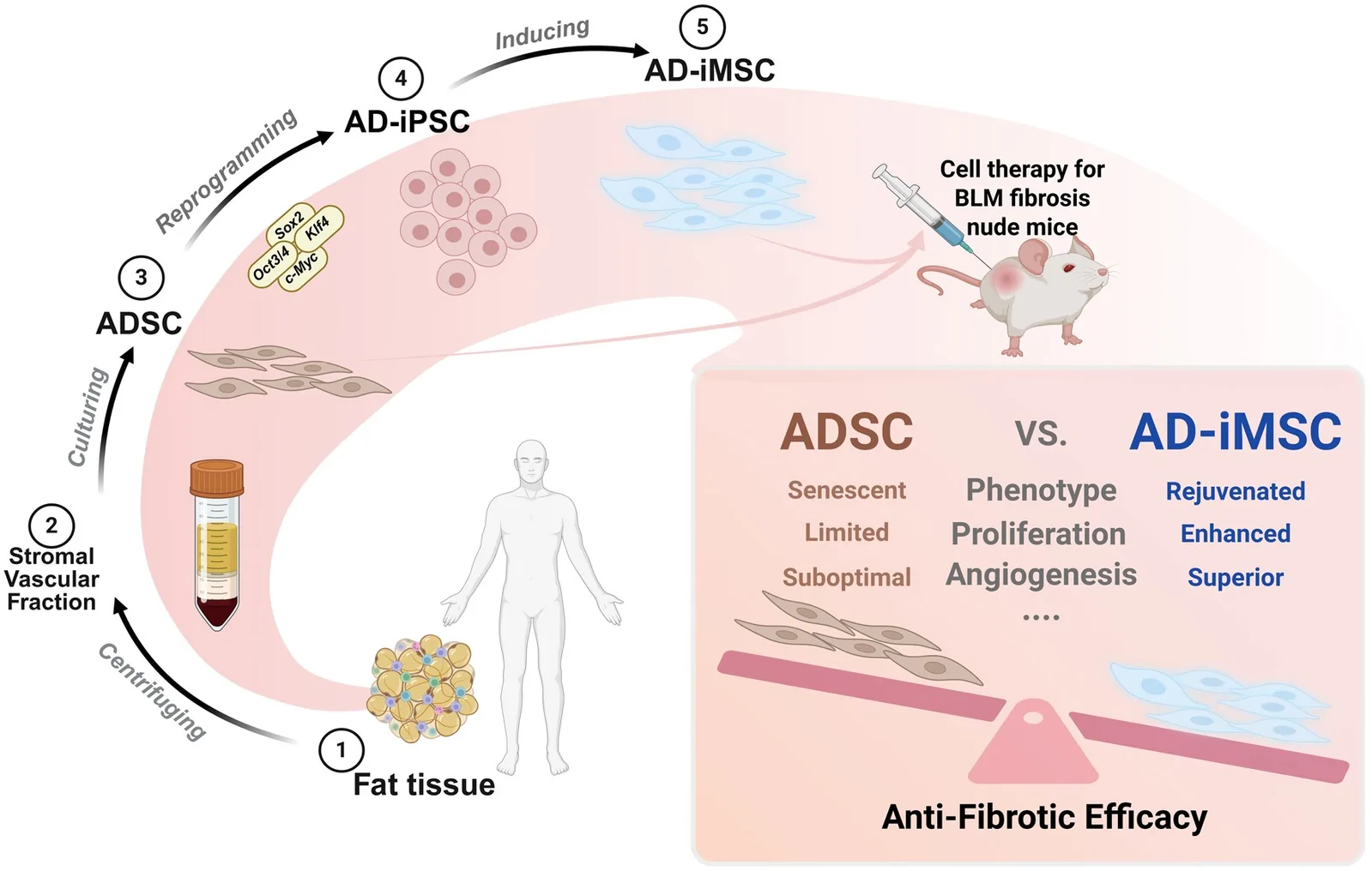 Graphical abstract from Stem Cells Translational Medicine