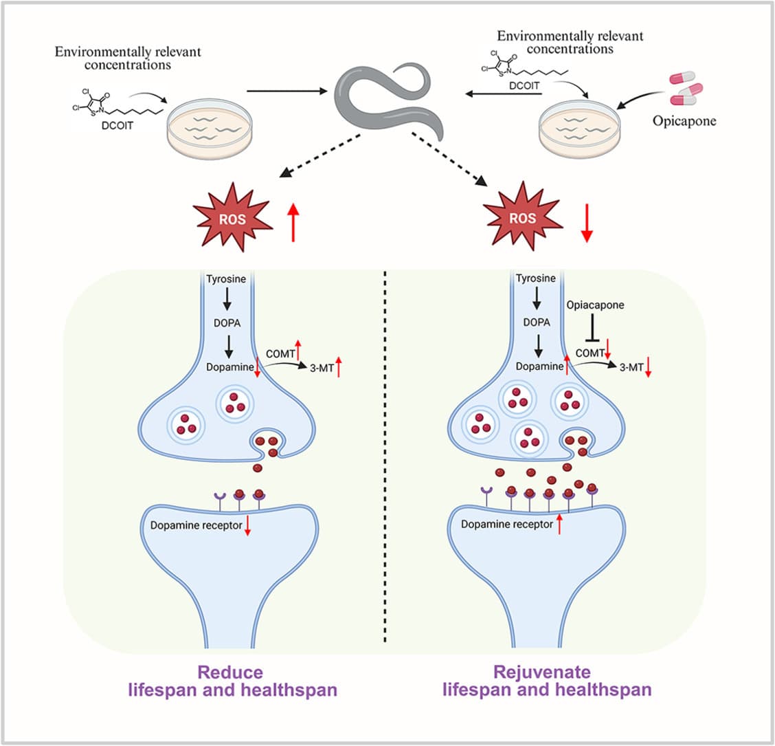 Graphical abstract from Journal of Environmental Sciences