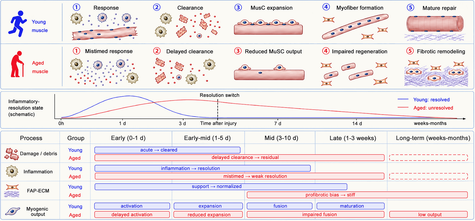 Figure 1 from Biogerontology