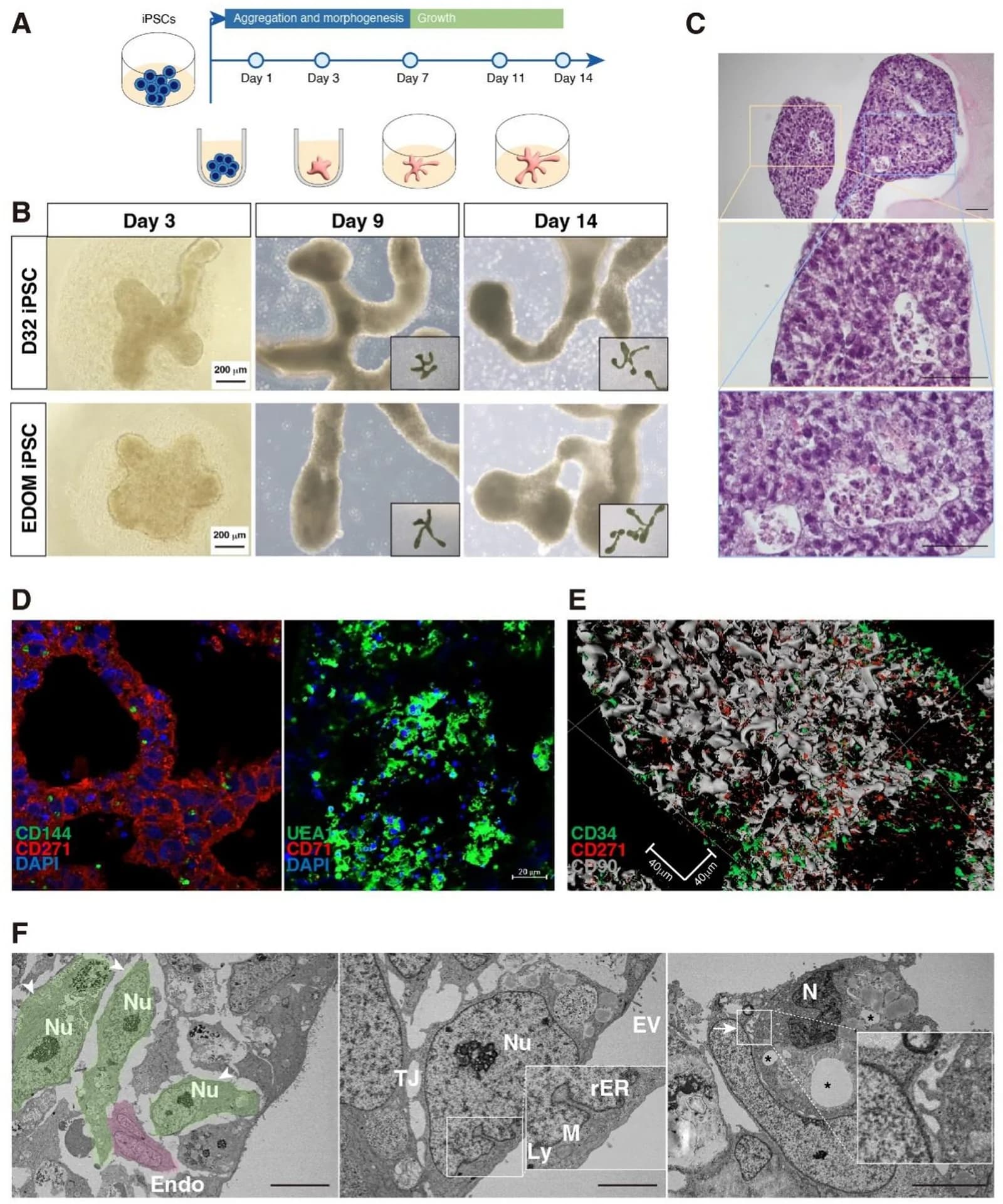 Fig. 1. Generation and characterization of induced bone marrow organoids (iBMOs) from human iPSCs.