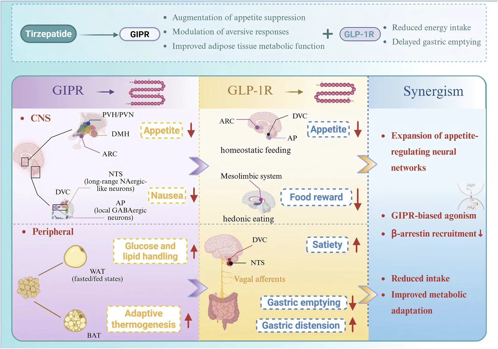 Figure 1. Mechanisms of weight loss in dual GIP and GLP-1 receptor agonists.
