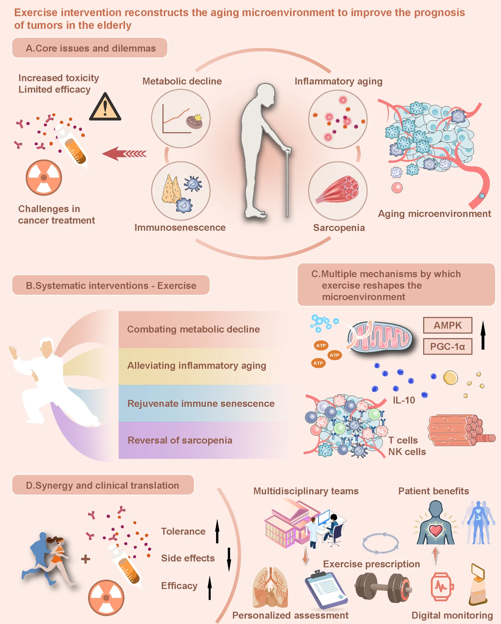 Graphical abstract. Exercise interventions help reshape the aging microenvironment to improve the prognosis of tumors in elderly cancer patients by addressing core aging-related challenges such as metabolic decline,…