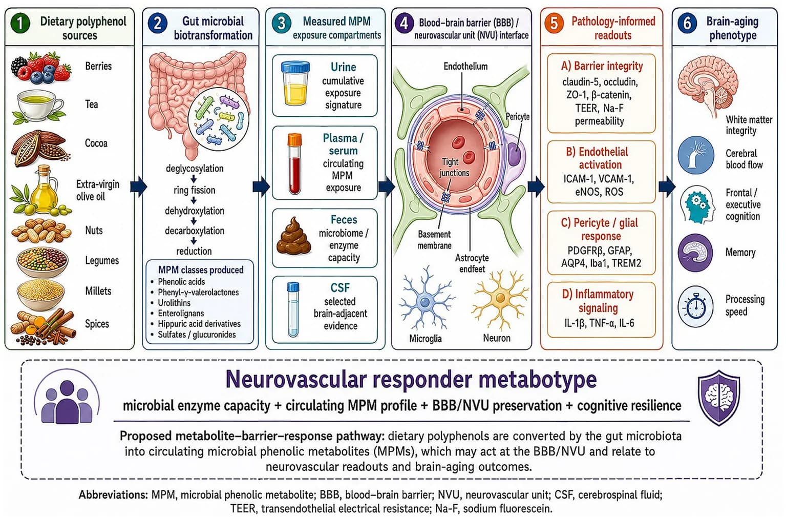 Figure 1. Proposed metabolite–barrier–response framework linking dietary polyphenols, gut microbial biotransformation, microbial phenolic metabolites, and neurovascular brain aging.