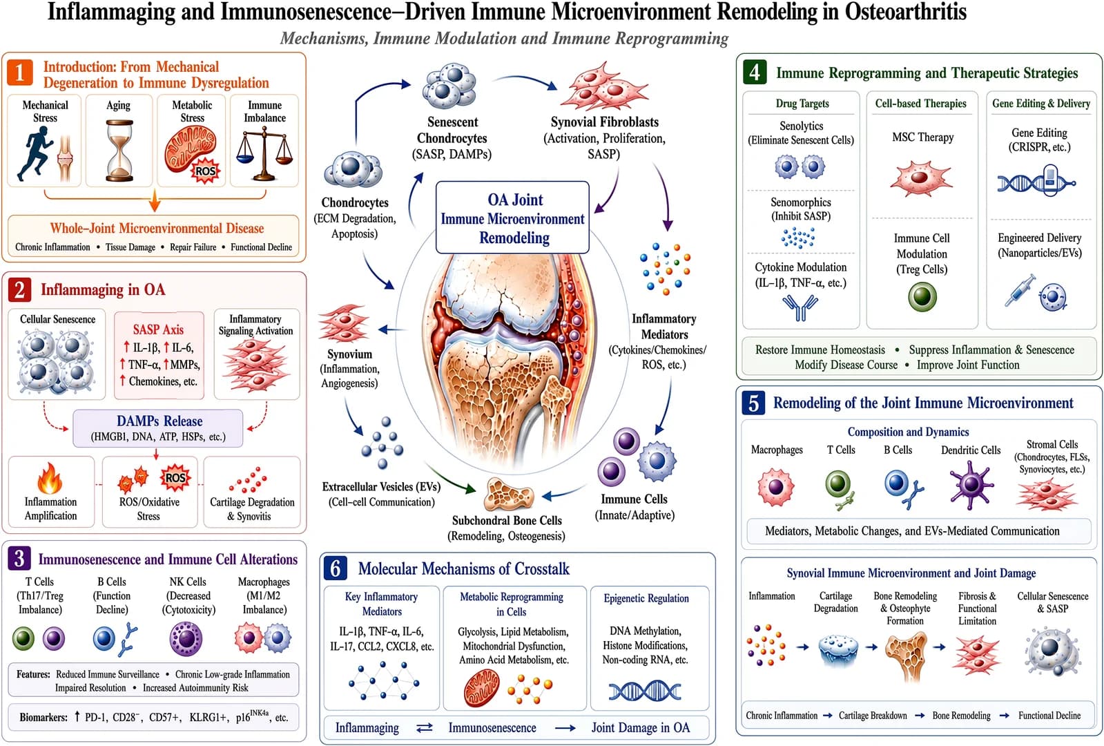 Figure 1. Integrated framework of inflammaging- and immunosenescence-driven remodeling of the osteoarthritis joint microenvironment.