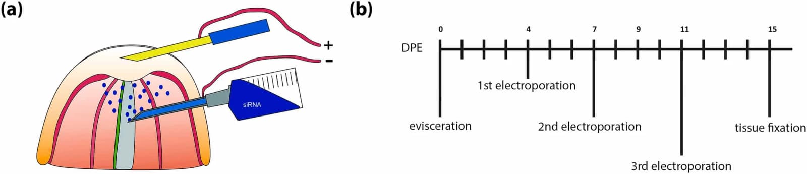 Figure 1 from Tissue & Cell