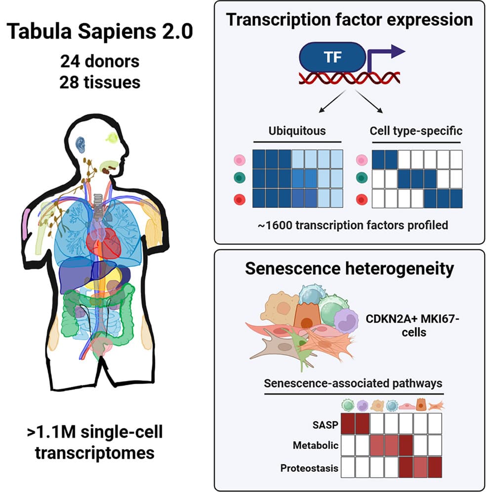 Graphical abstract from Cell