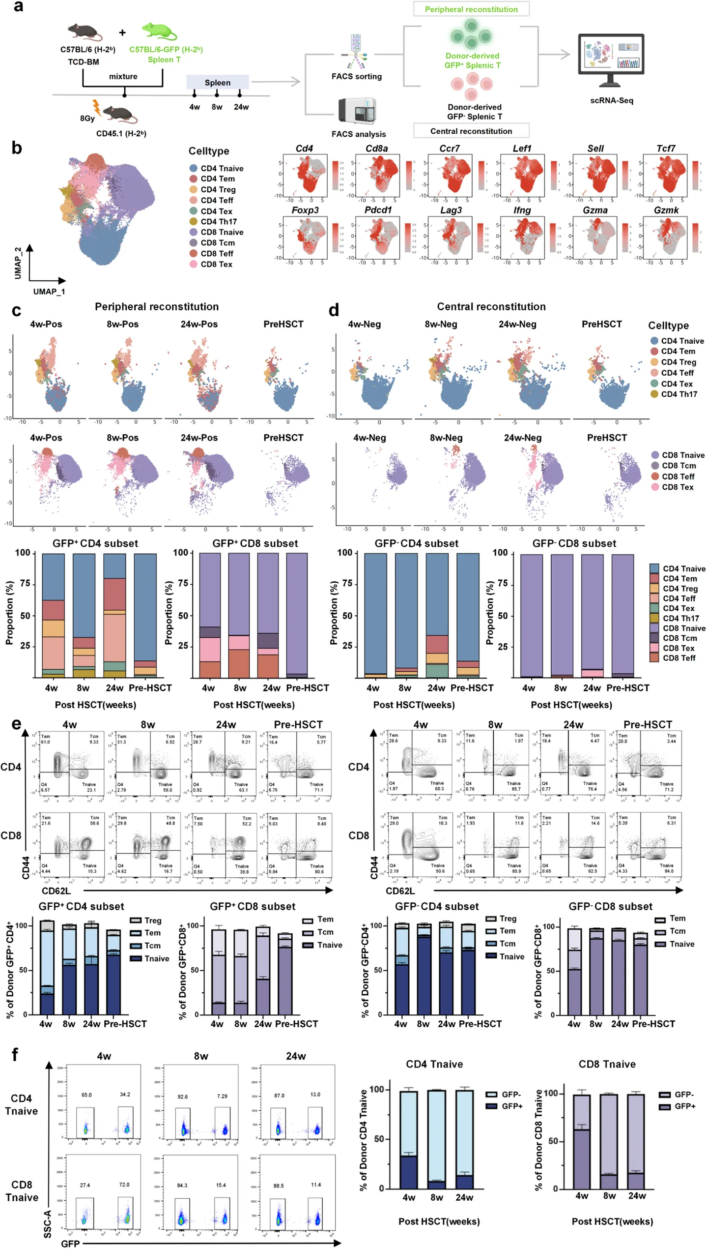 Fig. 1. GFP-based lineage tracking reveals preferential thymus-dependent reconstitution of CD4⁺ and CD8⁺ naïve T cells after HSCT.