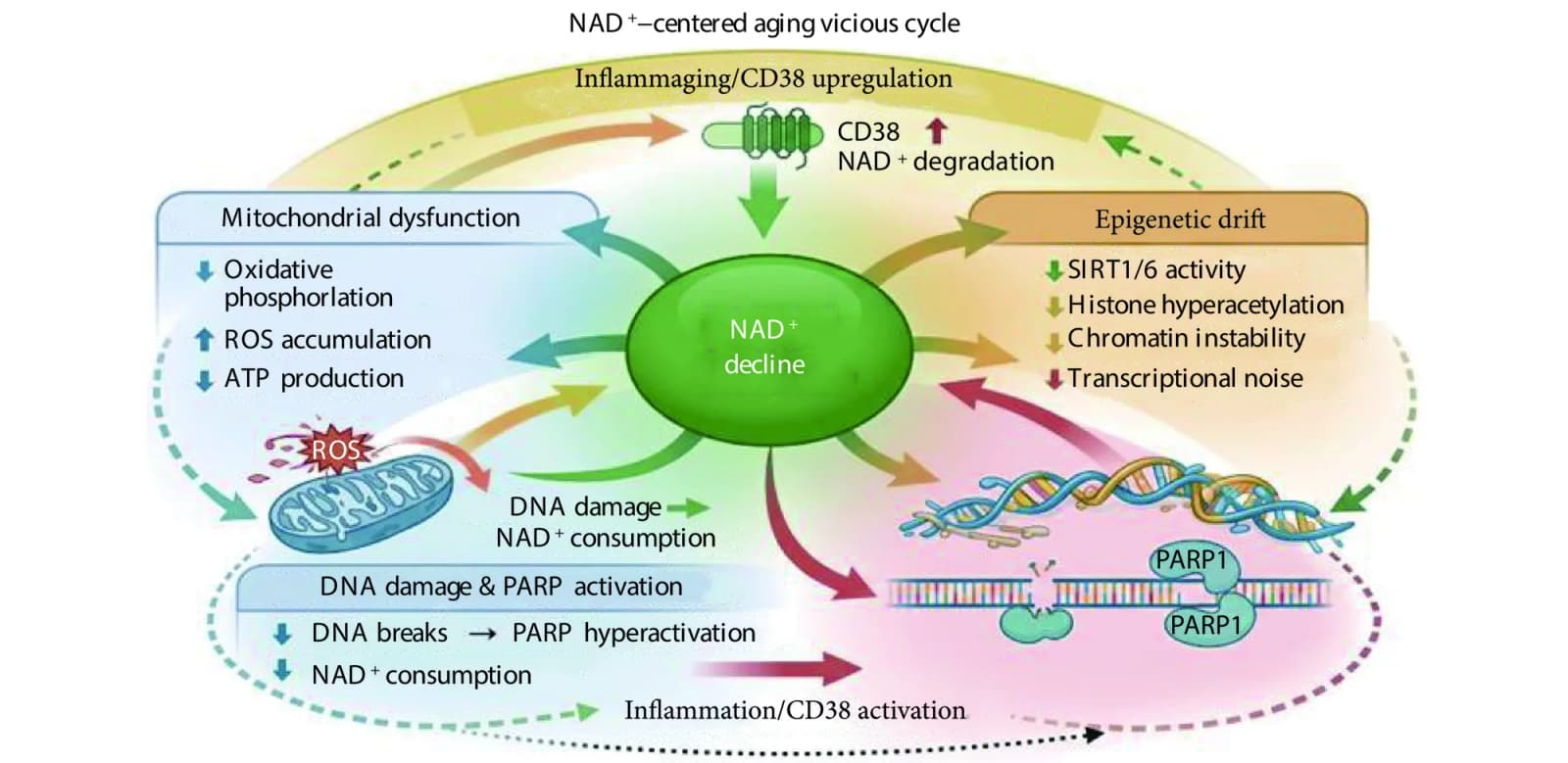 图 1. NAD⁺ decline is a key metabolic driver that accelerates aging NAD⁺水平下降是加速衰老的关键代谢驱动因素 NAD⁺: nicotinamide adenine dinucleotide; ROS: reactive oxygen species; SIRT1/6: sirtuin 1/6; PARP: poly…