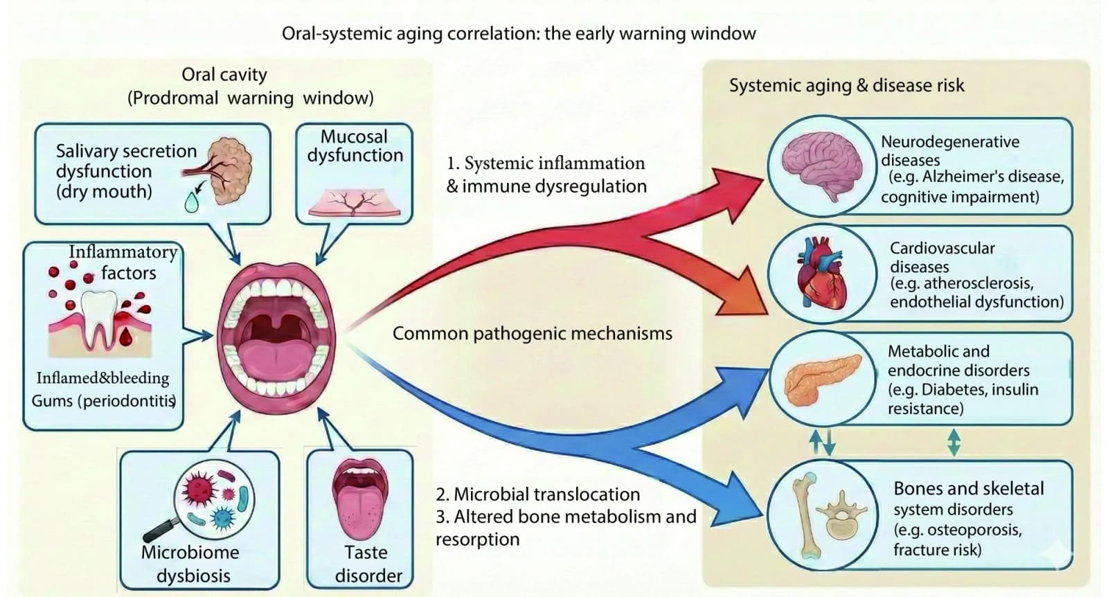 图 1. Oral cavity as a precursory warning window for systemic aging diseases 口腔作为全身性衰老疾病的前驱预警窗口图