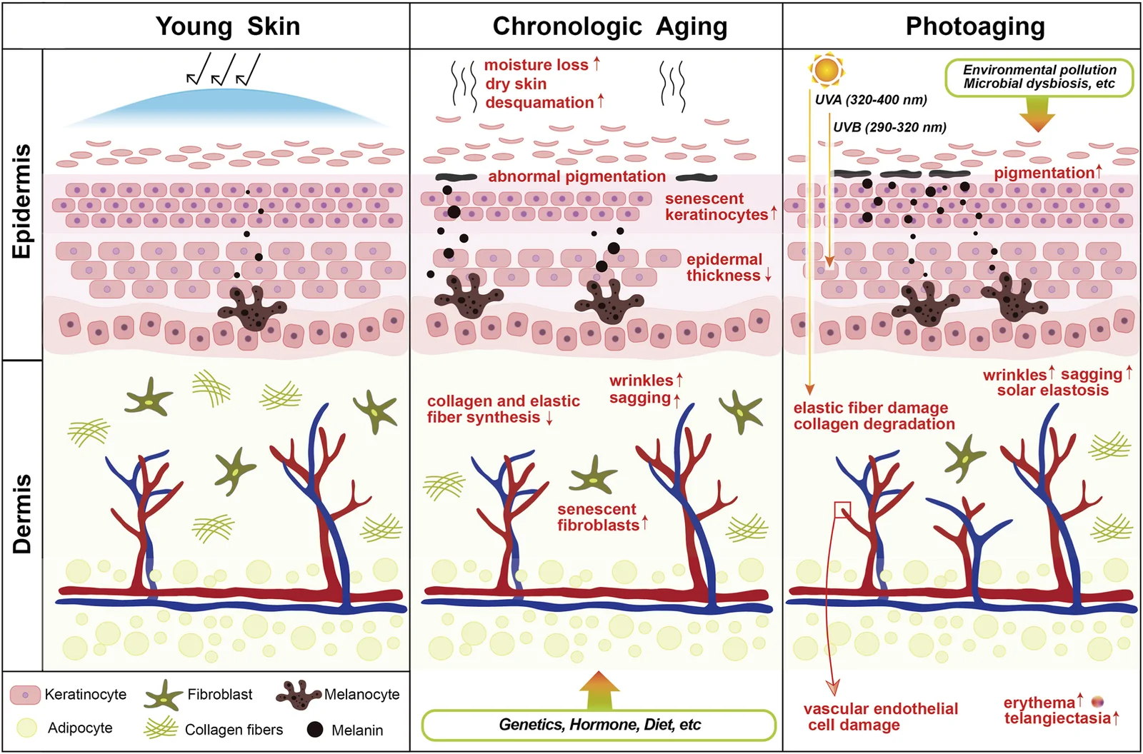 Figure 1. Structural alterations in skin layers during chronological aging and photoaging.