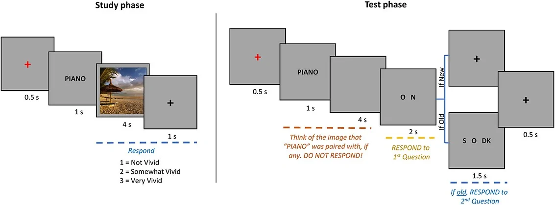 Figure 1. Schematic illustration of the study and test phases.