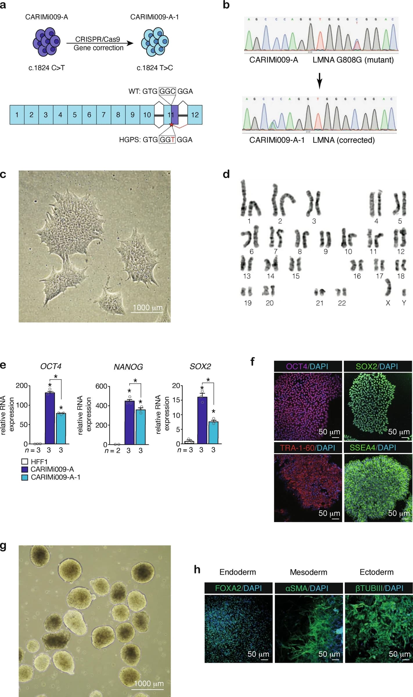 Figure 1 from Stem Cell Research