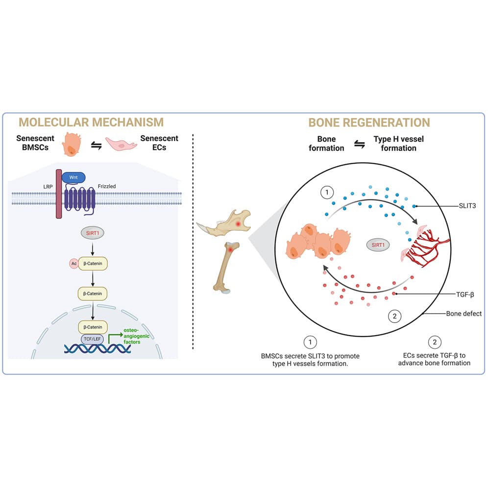 Graphical abstract from Stem Cell Reports