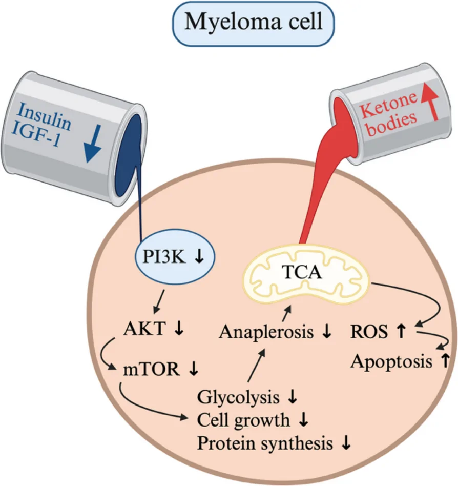 Fig. 1. Hypothesised fasting-induced metabolic switch in Multiple Myeloma (MM) cells.