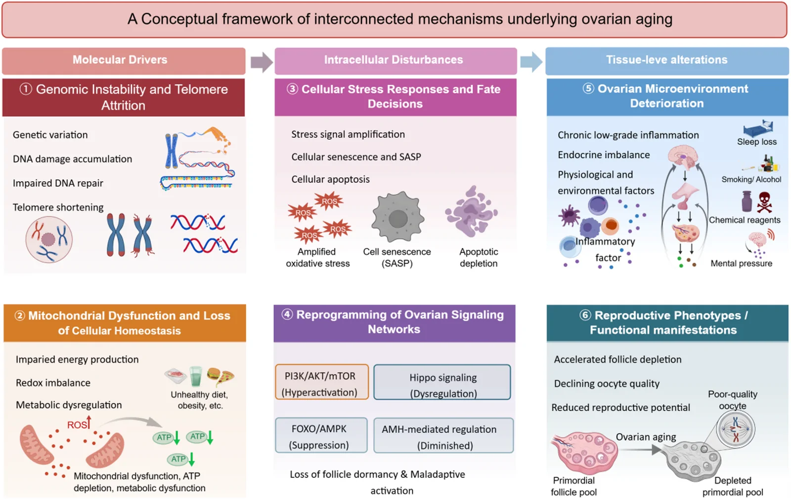 Fig. 1. Conceptual framework of interconnected mechanisms underlying ovarian aging.