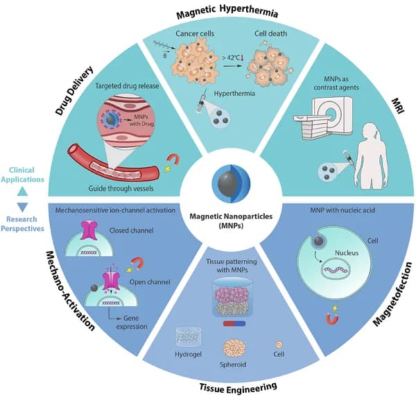 Figure 1. Overview of major biomedical and bioengineering applications of MNPs.